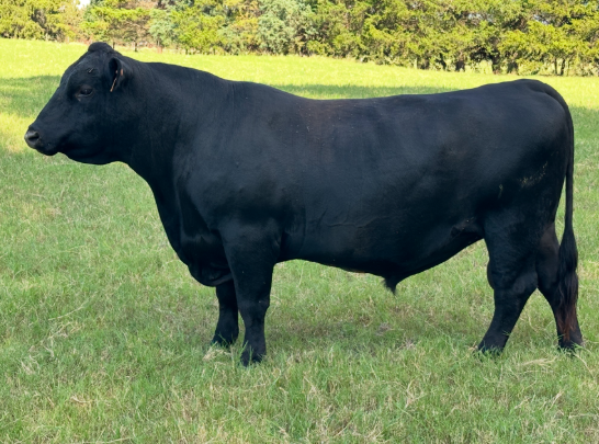 Cattle Range Listing Photo