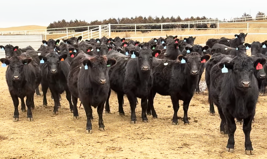 Cattle Range Listing Photo