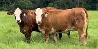 30 Braford/Tigerstripe Bred Heifers... Central TX