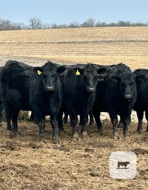 Cattle Range Listing Photo