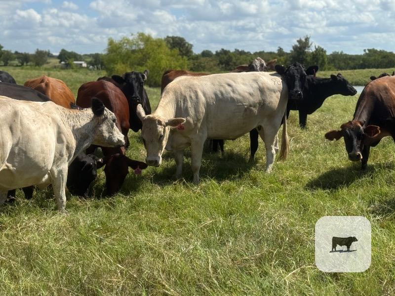 Cattle Range Listing Photo