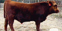5 Red Angus Bulls... Central TX