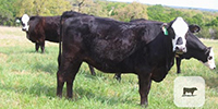 15 Angus Cross 'BWF' Bred Heifers... Central TX
