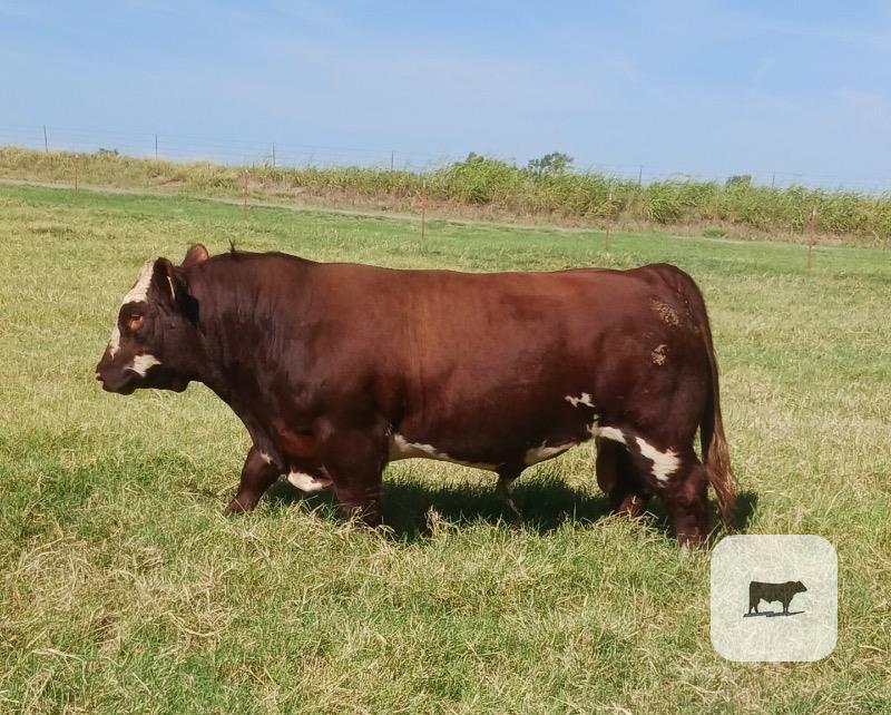 Cattle Range Listing Photo