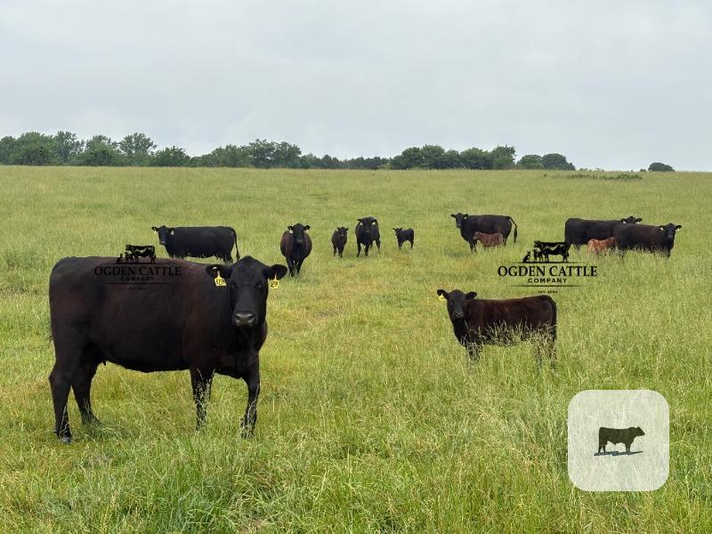 Cattle Range Listing Photo