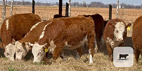30 Hereford Rep. Heifers... Central TX