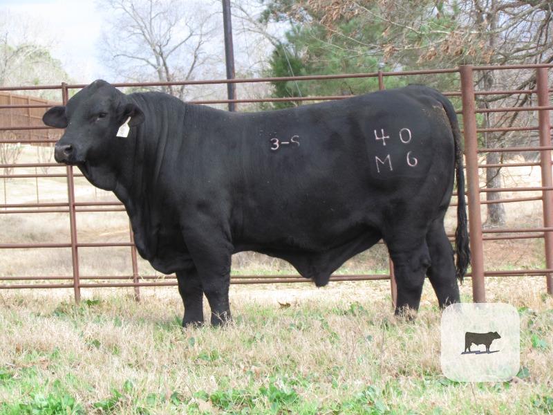 Cattle Range Listing Photo