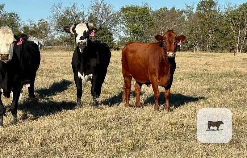 Cattle Range Listing Photo