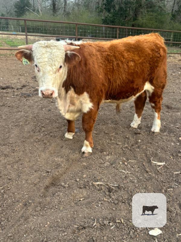 Cattle Range Listing Photo