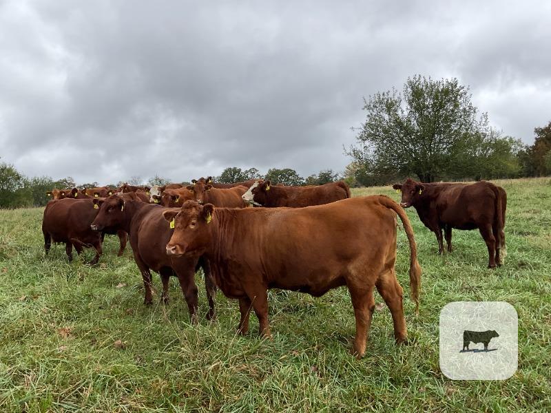Cattle Range Listing Photo