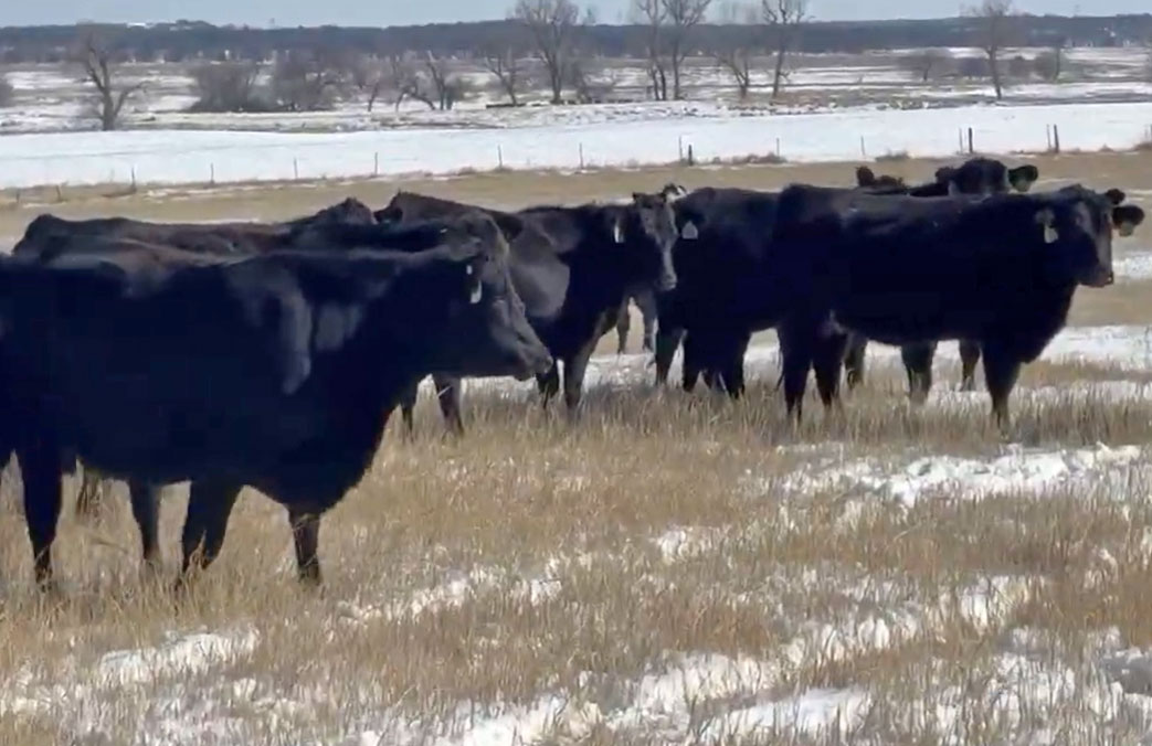 Cattle Range Listing Photo