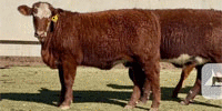 10 Santa Gertrudis/Hereford Cross Rep. Heifers... Central TX