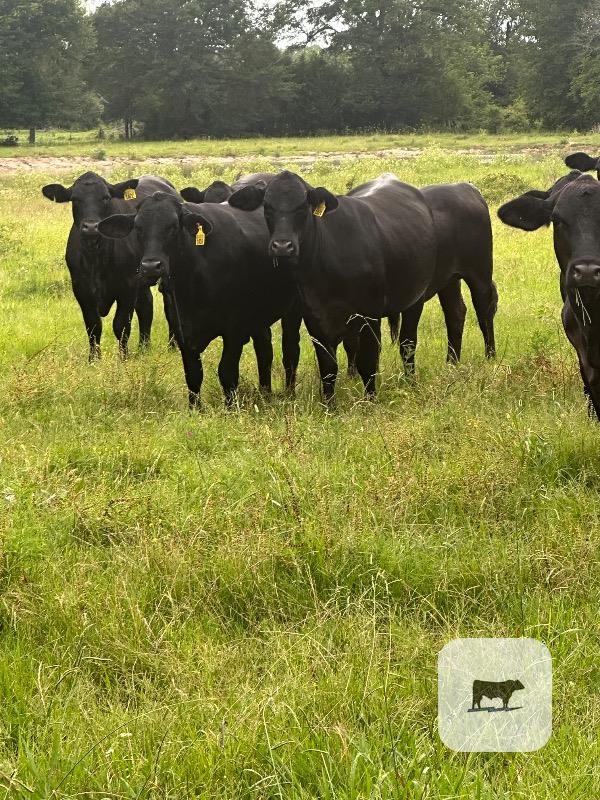 Cattle Range Listing Photo