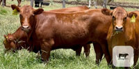 20 Red Angus Rep. Heifers... Central TX