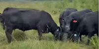 70 Angus Cows... E. Central IA