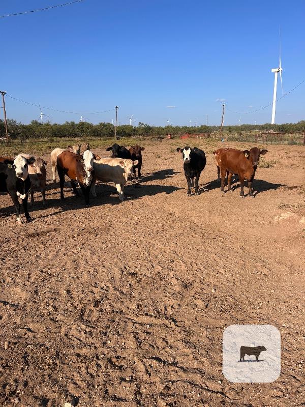 Cattle Range Listing Photo