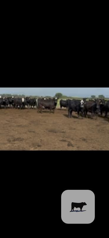 Cattle Range Listing Photo