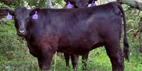 12 Angus Bred Heifers... Southeast OK