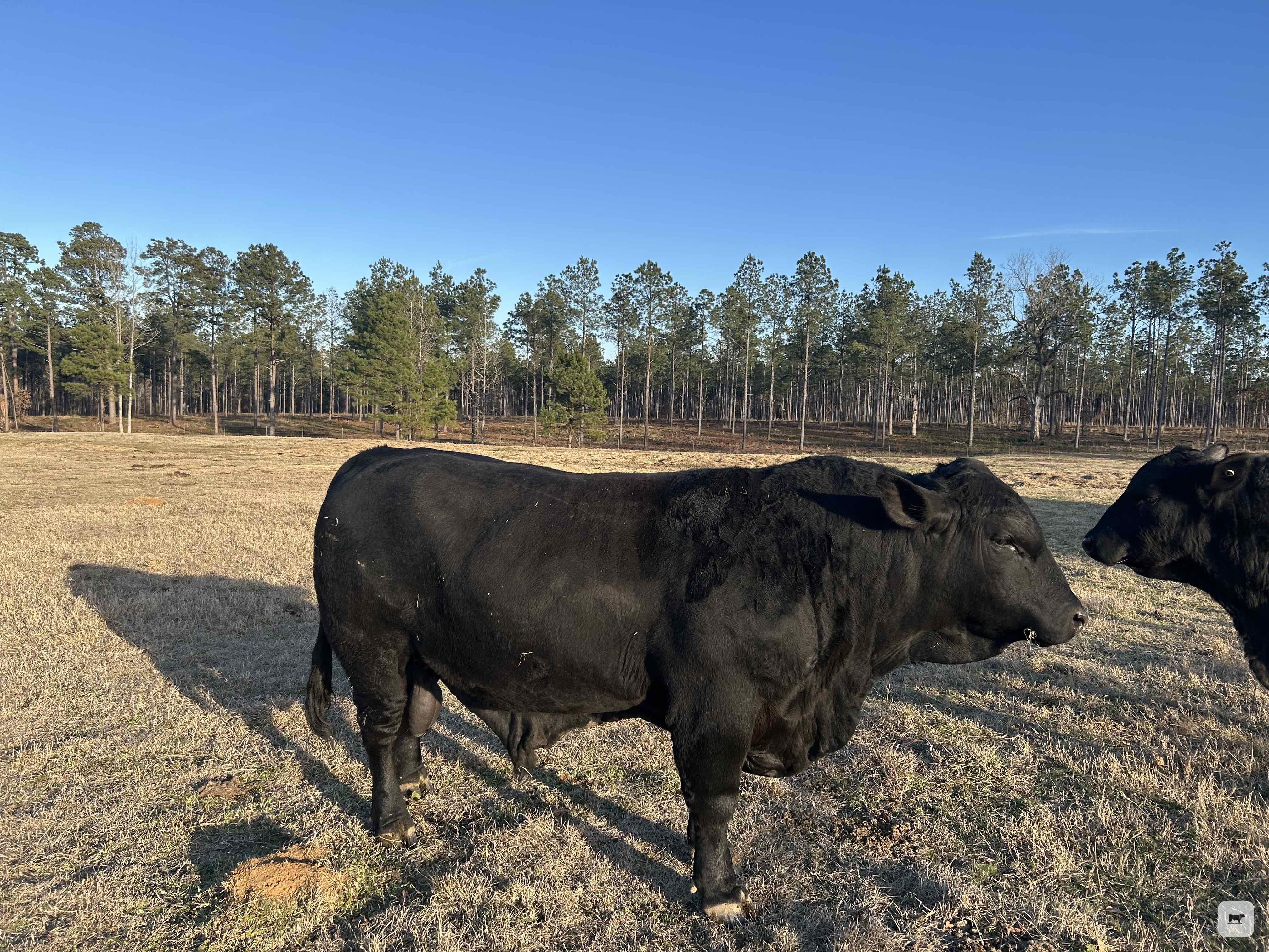Cattle Range Listing Photo