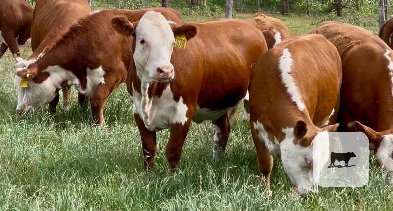 Cattle Range Listing Photo