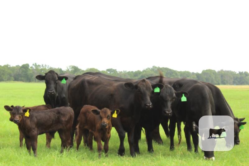 Cattle Range Listing Photo