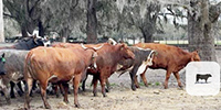 22 Brahman Cross Bred Heifers... Northern FL