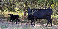 13 Angus Pairs... Southwest MO
