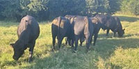 9 Angus/Brangus Bulls... Central TX