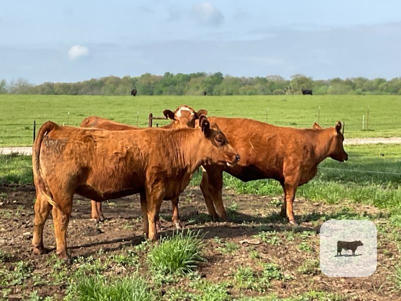 Cattle Range Listing Photo