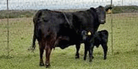 1 Reg. Angus Pair... N. Central TX