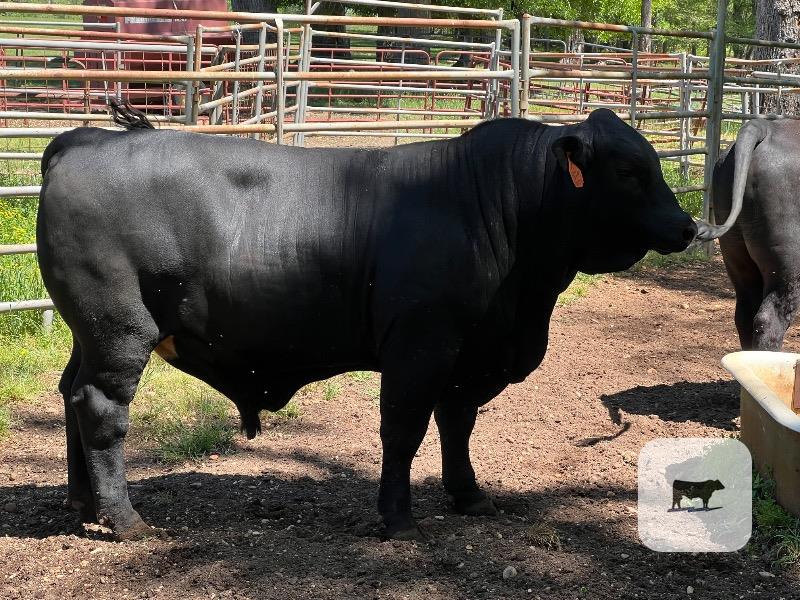 Cattle Range Listing Photo