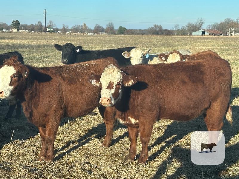 Cattle Range Listing Photo