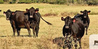 70 Angus Cows... East TX