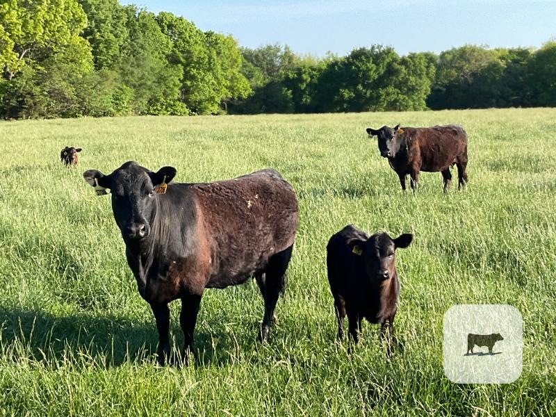 Cattle Range Listing Photo