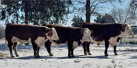 3 Reg. Hereford & 1 Reg. Red Angus Bulls... Northeast TX