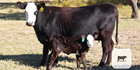 7 Angus Cross BWF 1st-Calf Pairs... Central TX