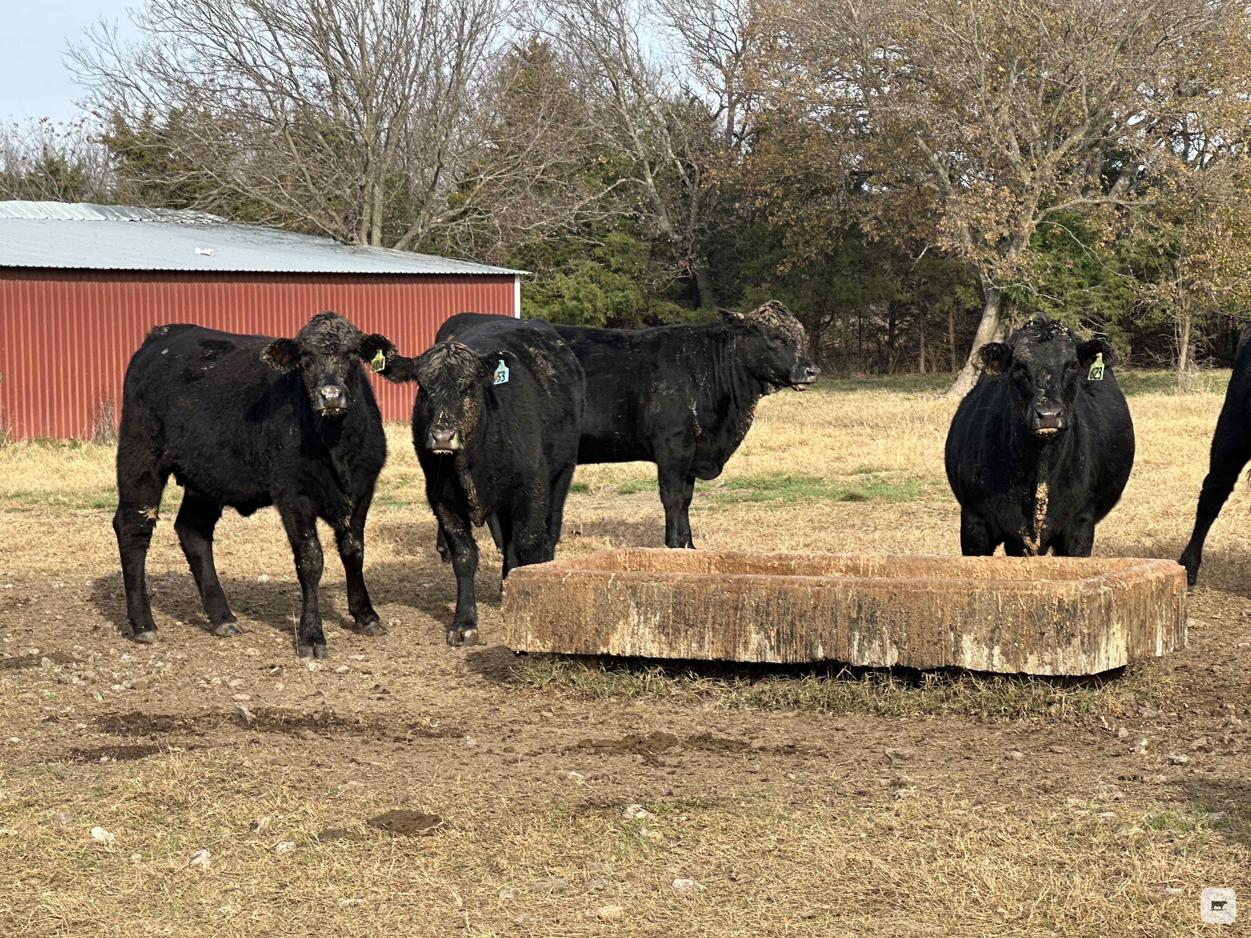 Cattle Range Listing Photo