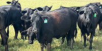 37 Brangus Bred Heifers... Northeast TX