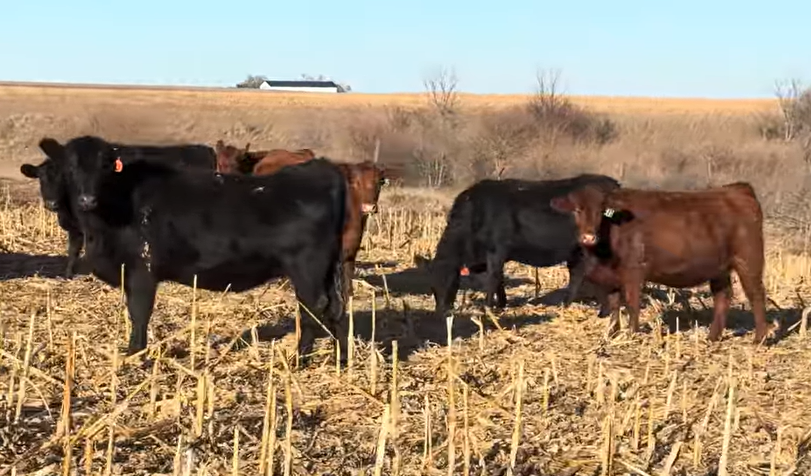 Cattle Range Listing Photo