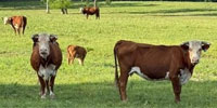 24 Reg. Hereford Pairs... Southwest AR