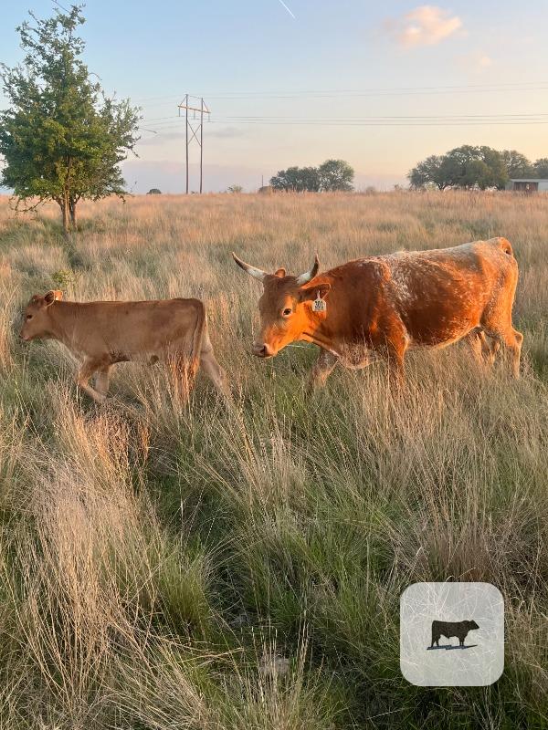 Cattle Range Listing Photo