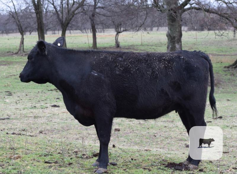 Cattle Range Listing Photo