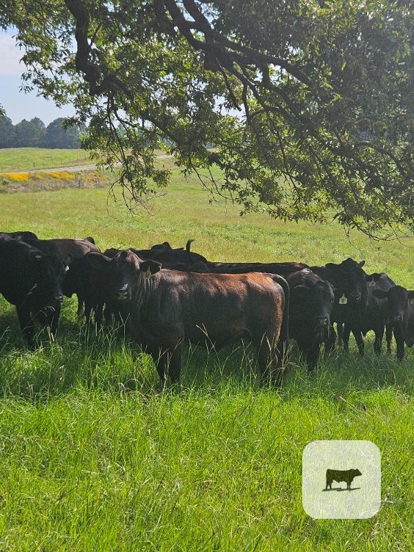 Cattle Range Listing Photo