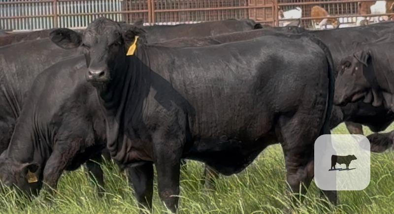 Cattle Range Listing Photo