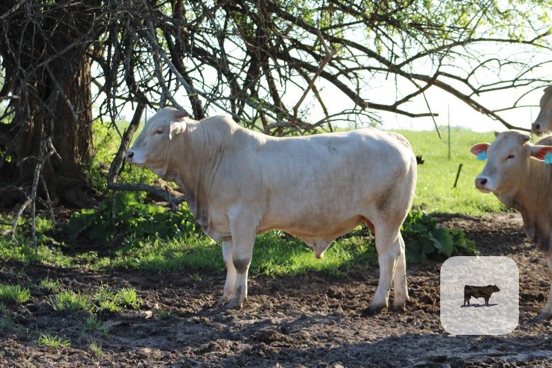 Cattle Range Listing Photo