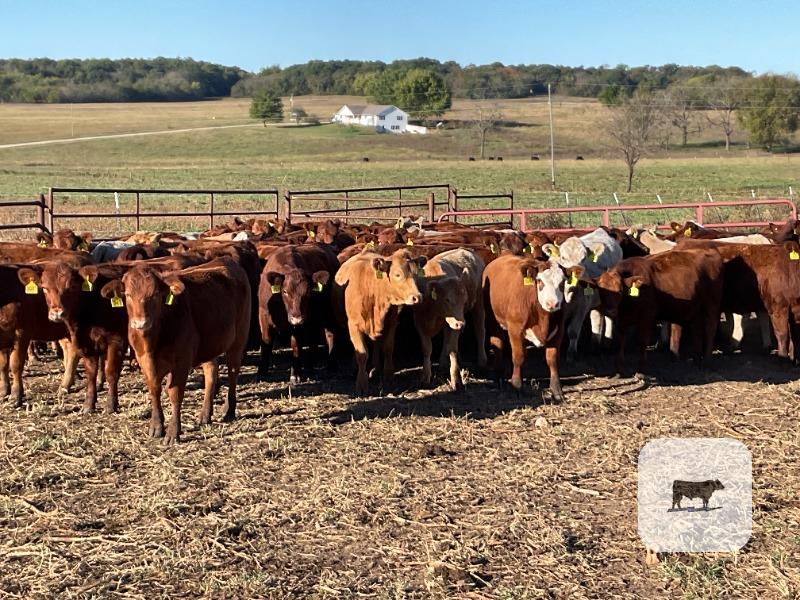 Cattle Range Listing Photo