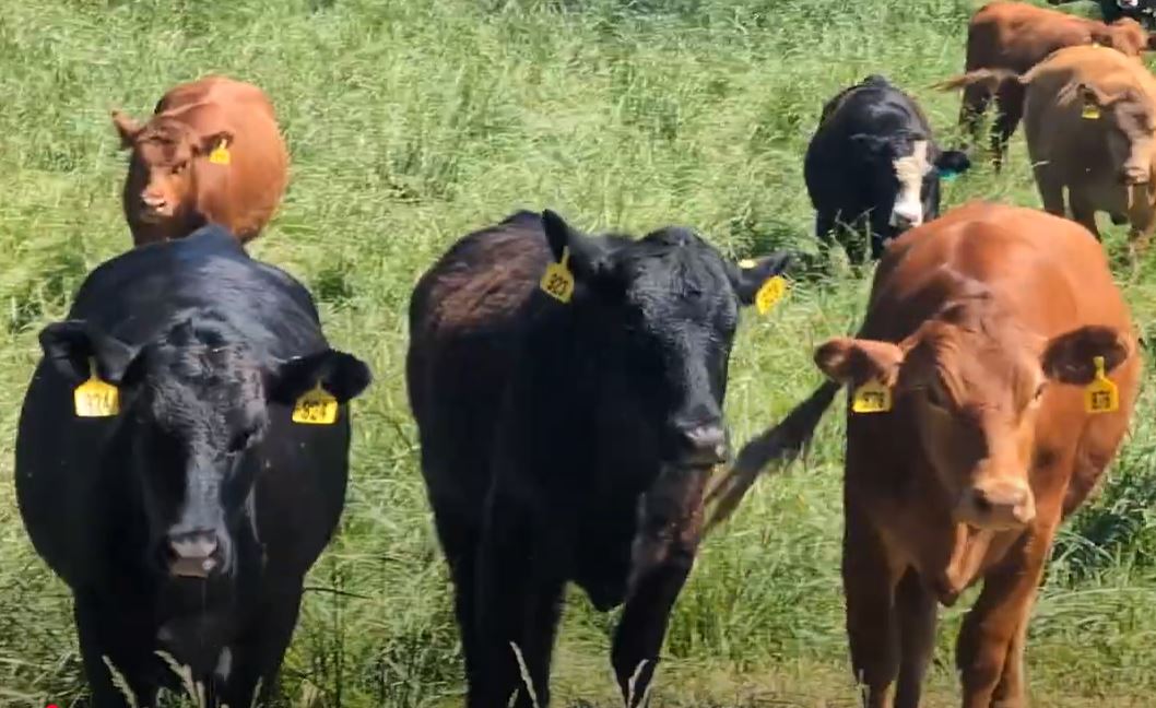 Cattle Range Listing Photo