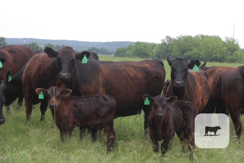 Cattle Range Listing Photo
