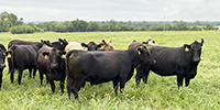 22 Angus & BWF Bred Heifers... Southwest MO