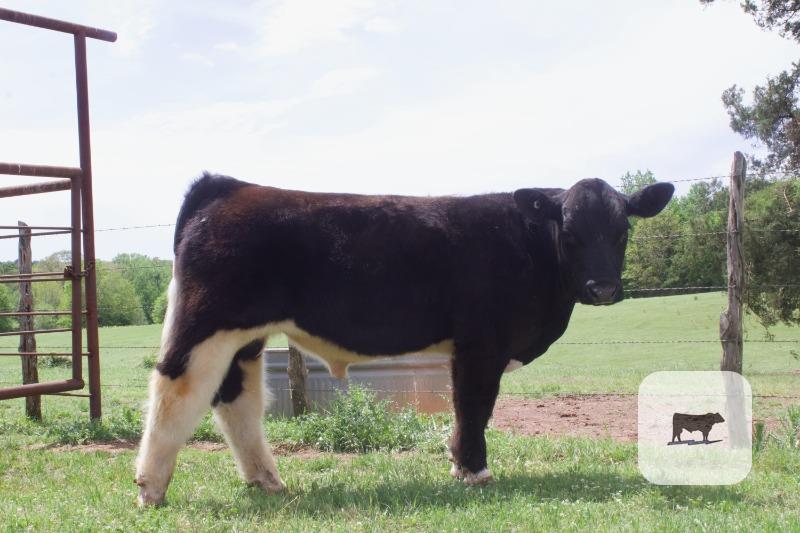 Cattle Range Listing Photo